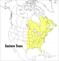 A field guide to eastern trees : eastern United States and Canada, including the Midwest /